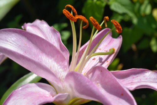 シラー、花や大きな花、インパクトや力強さを表すのに