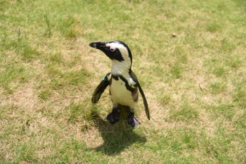 ペンギン、一人ぼっちや迷子のイメージ