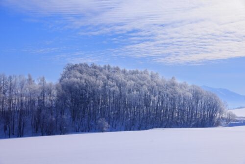 キレイで、心洗うような雪原の画像